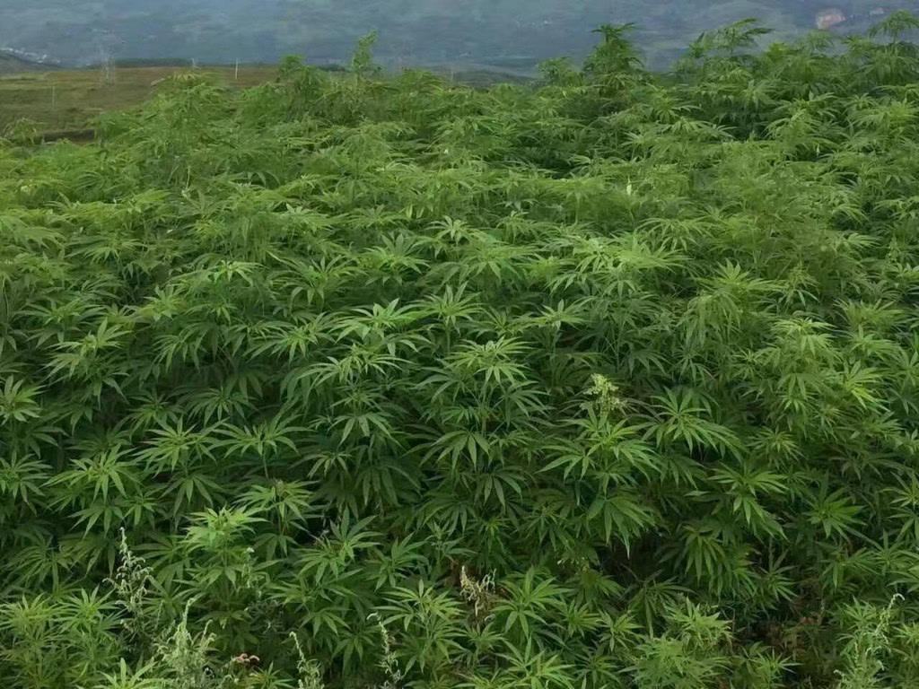 原料种植基地田间